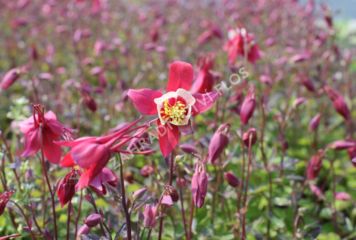 Orlíček 'Kirigami Red & White' - Aquilegia caerulea 'Kirigami Red & White'