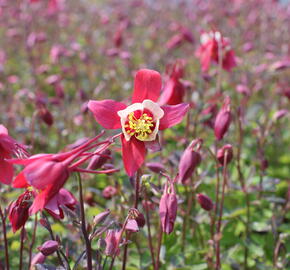 Orlíček 'Kirigami Red & White' - Aquilegia caerulea 'Kirigami Red & White'