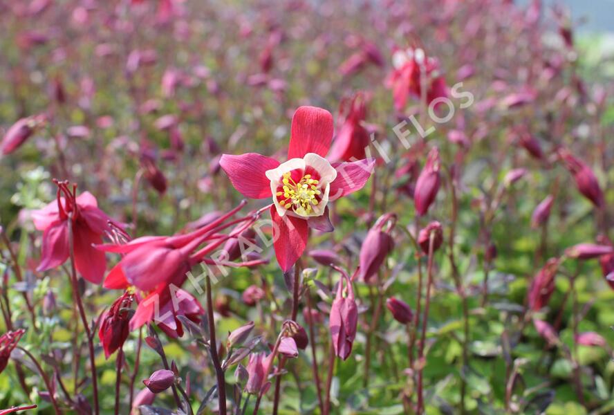 Orlíček 'Kirigami Red & White' - Aquilegia caerulea 'Kirigami Red & White'