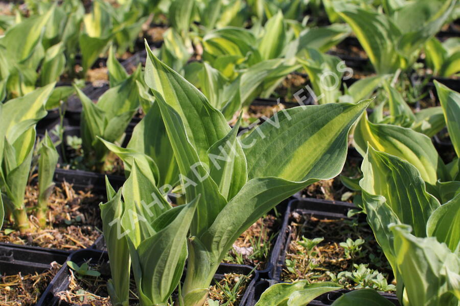 Bohyška 'Christmas Candy' - Hosta 'Christmas Candy'