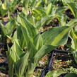 Bohyška 'Christmas Candy' - Hosta 'Christmas Candy'