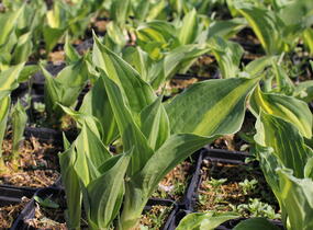 Bohyška 'Christmas Candy' - Hosta 'Christmas Candy'