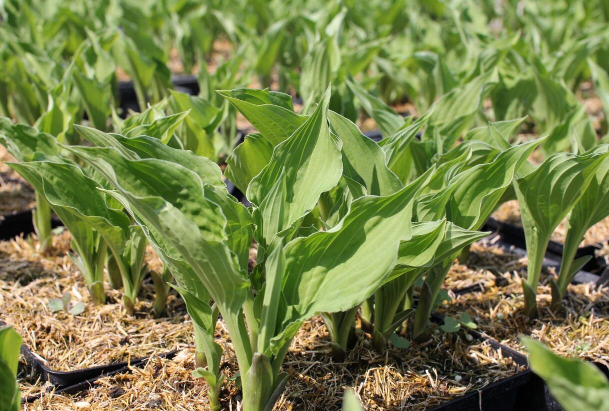 Bohyška 'Elisabeth' - Hosta 'Elisabeth'
