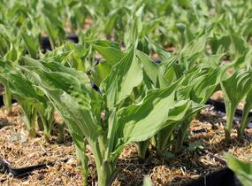 Bohyška 'Elisabeth' - Hosta 'Elisabeth'