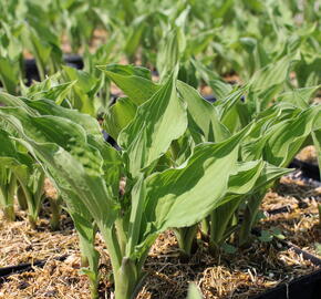 Bohyška 'Elisabeth' - Hosta 'Elisabeth'