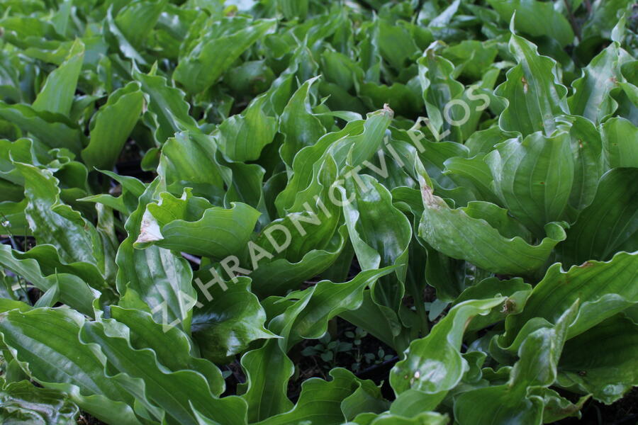 Bohyška 'Get Nekkid' - Hosta 'Get Nekkid'