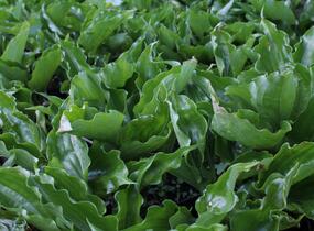 Bohyška 'Get Nekkid' - Hosta 'Get Nekkid'