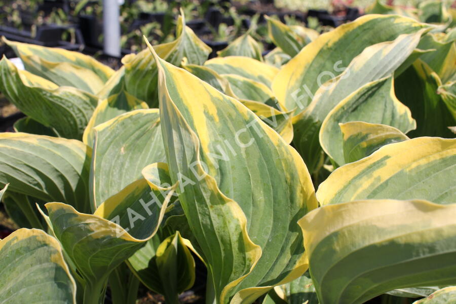 Bohyška 'Liberty' - Hosta 'Liberty'