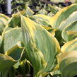 Bohyška 'Liberty' - Hosta 'Liberty'