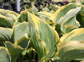 Bohyška 'Liberty' - Hosta 'Liberty'