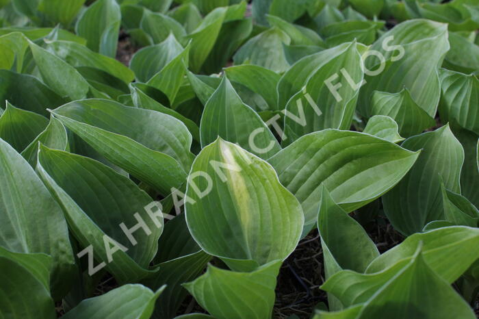 Bohyška 'Mojito' - Hosta 'Mojito'