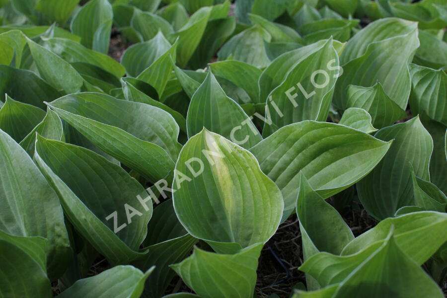 Bohyška 'Mojito' - Hosta 'Mojito'