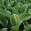 Bohyška 'Mojito' - Hosta 'Mojito'