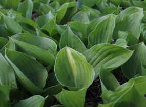 Bohyška 'Mojito' - Hosta 'Mojito'