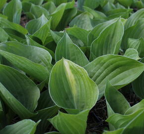 Bohyška 'Mojito' - Hosta 'Mojito'