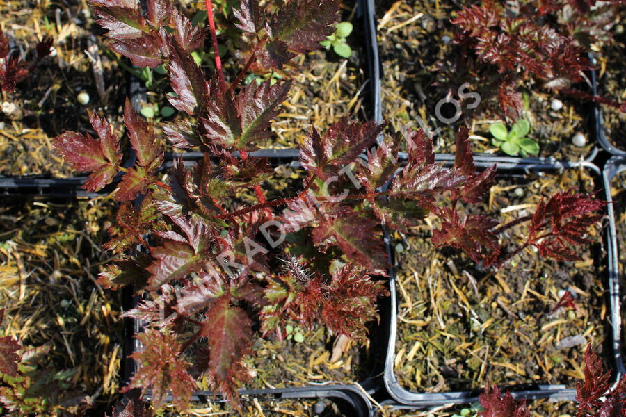 Čechrava 'Delft Lace' - Astilbe 'Delft Lace'