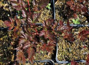 Čechrava Arendsova 'Delft Lace' - Astilbe arendsii 'Delft Lace'