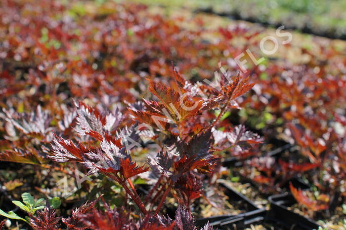 Čechrava 'Delft Lace' - Astilbe 'Delft Lace'
