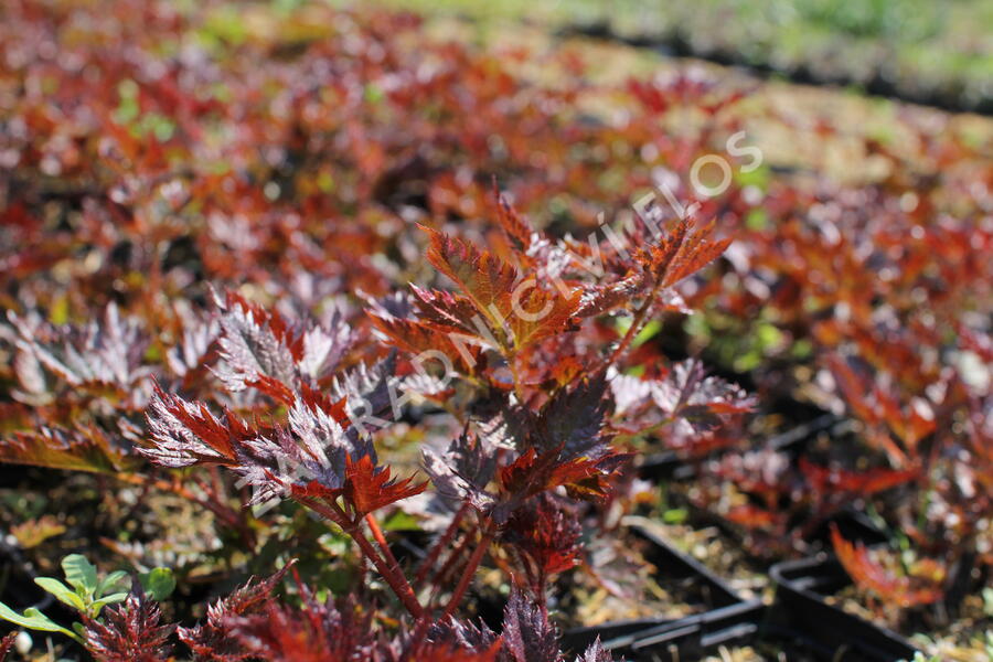 Čechrava 'Delft Lace' - Astilbe 'Delft Lace'