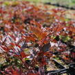 Čechrava 'Delft Lace' - Astilbe 'Delft Lace'