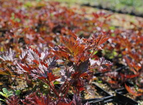 Čechrava Arendsova 'Delft Lace' - Astilbe arendsii 'Delft Lace'