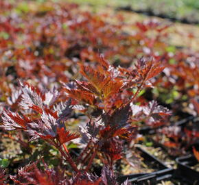 Čechrava 'Delft Lace' - Astilbe 'Delft Lace'