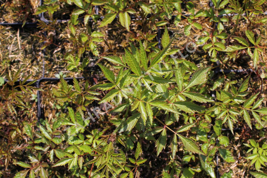 Čechrava Arendsova 'Hyazinth' - Astilbe arendsii 'Hyazinth'
