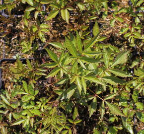 Čechrava Arendsova 'Hyazinth' - Astilbe arendsii 'Hyazinth'