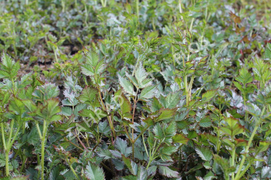 Čechrava čínská 'Black Pearls' - Astilbe chinensis 'Black Pearls'