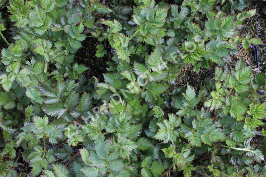 Čechrava čínská 'Black Pearls' - Astilbe chinensis 'Black Pearls'
