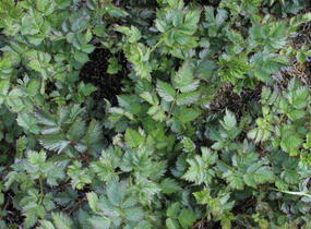 Čechrava čínská 'Black Pearls' - Astilbe chinensis 'Black Pearls'