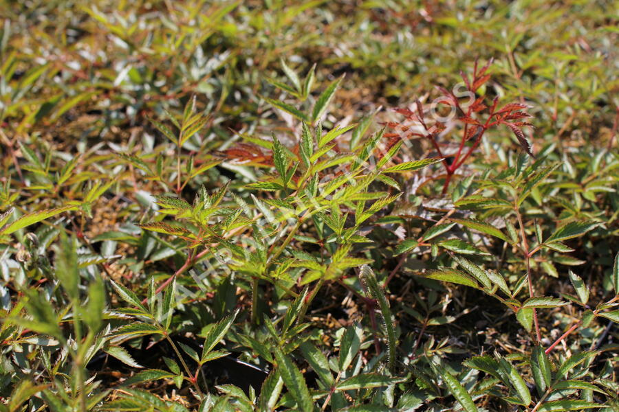 Čechrava Arendsova 'Weiße Gloria' - Astilbe arendsii 'Weiße Gloria'