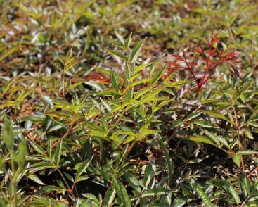 Čechrava Arendsova 'Weiße Gloria'