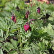 Srdcovka nízká 'King of Hearts' - Dicentra formosa 'King of Hearts'