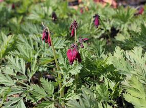 Srdcovka nízká 'King of Hearts' - Dicentra formosa 'King of Hearts'