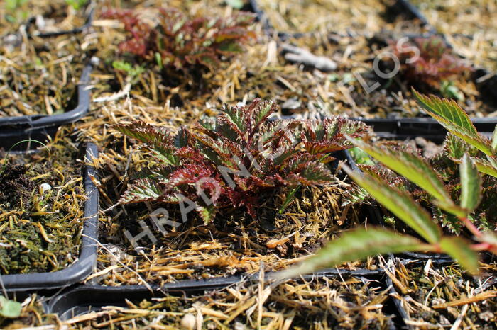 Čechrava 'Perkeo' - Astilbe crispa 'Perkeo'