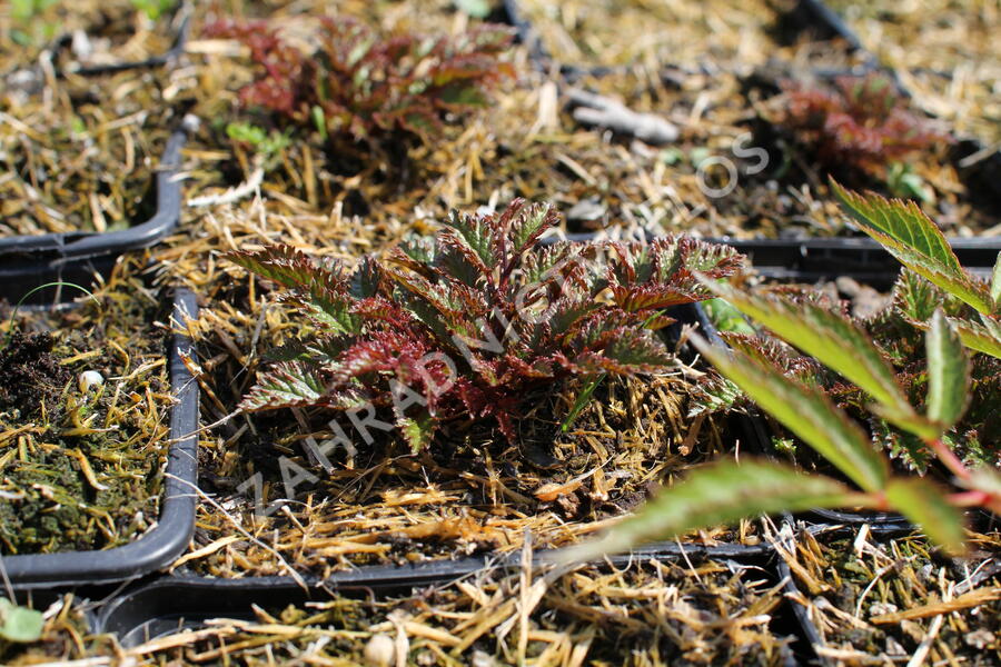 Čechrava 'Perkeo' - Astilbe crispa 'Perkeo'
