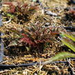 Čechrava 'Perkeo' - Astilbe crispa 'Perkeo'