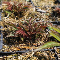 Čechrava 'Perkeo' - Astilbe crispa 'Perkeo'
