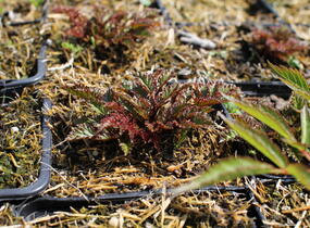 Čechrava 'Perkeo' - Astilbe crispa 'Perkeo'