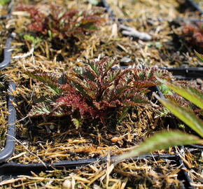 Čechrava 'Perkeo' - Astilbe crispa 'Perkeo'