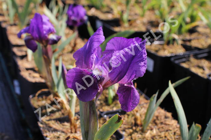 Kosatec nízký 'Cyanea' - Iris barbata-nana 'Cyanea'