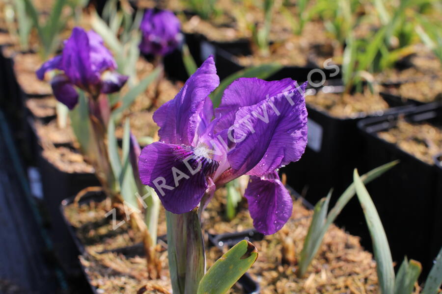 Kosatec nízký 'Cyanea' - Iris barbata-nana 'Cyanea'