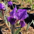 Kosatec nízký 'Cyanea' - Iris barbata-nana 'Cyanea'