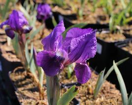 Kosatec nízký 'Cyanea'