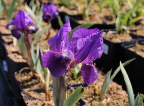 Kosatec nízký 'Cyanea' - Iris barbata-nana 'Cyanea'