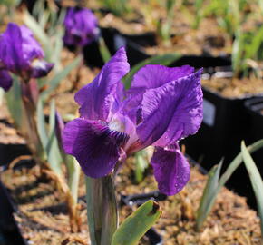 Kosatec nízký 'Cyanea' - Iris barbata-nana 'Cyanea'