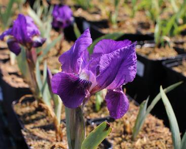 Kosatec nízký 'Cyanea'