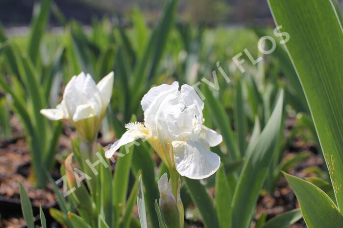 Kosatec nízký 'Cherry Spot' - Iris barbata-nana 'Cherry Spot'