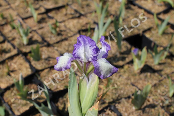 Kosatec nízký 'Petite Polka' - Iris barbata-nana 'Petite Polka'